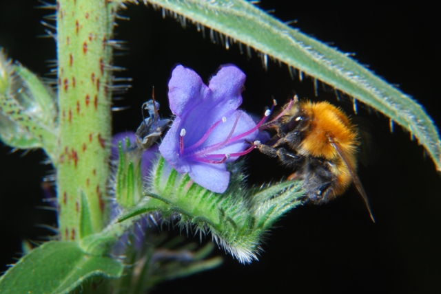 Bombus pascuorum